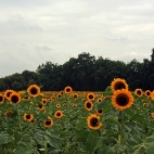 Bild des Tages 13.08.2011 - sunflowers