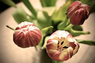 Bild des Tages 06.12.2010 - Tulpen