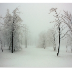 Bild des Tages 05.12.2010 - schneeweiß