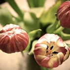 Bild des Tages 06.12.2010 - Tulpen