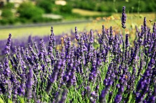 Bild des Tages 18.07.2011 - Der Duft von Lavendel