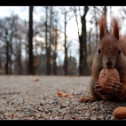 Eichhörnchen I